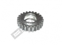 AVARA DİŞLİ (GENİŞ YANAKLI)